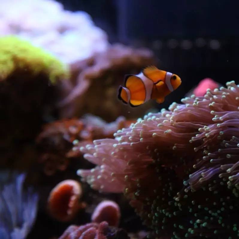 给我一个小缸，我要塞满整片海洋~