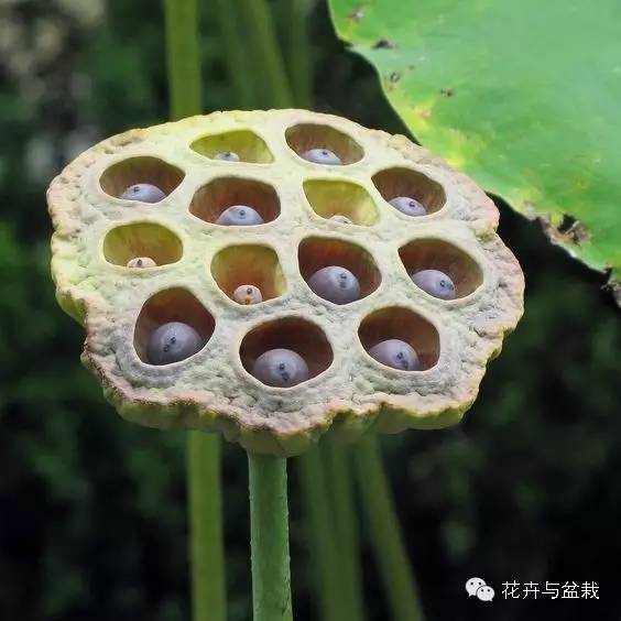 碗莲睡莲荷花种子区别,碗莲荷花睡莲图片