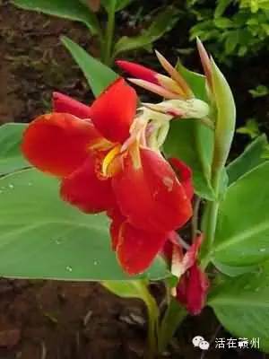 摇啊摇，摇啊摇，摇不到童年的桥，这些美食你还记得吗？