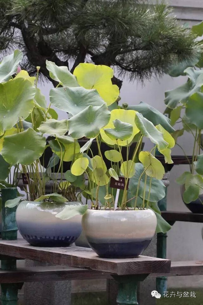 碗莲睡莲荷花种子区别,碗莲荷花睡莲图片