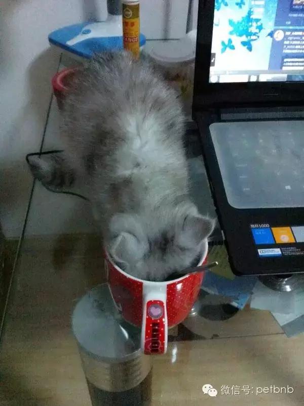 养一只吃货猫是怎样的体验,养一只贪吃的猫是什么感觉