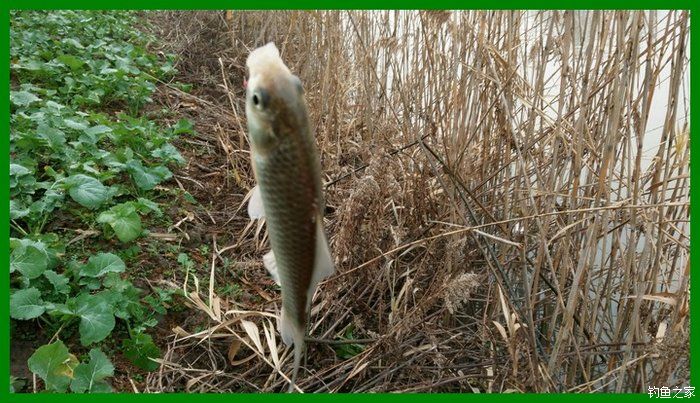 大鲫鱼大鱼,大鲫鱼大鲤鱼