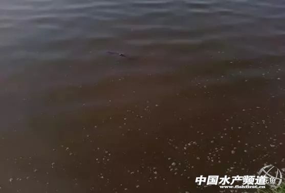 养殖池塘水浑浊怎么处理,如何改善池塘水质老化