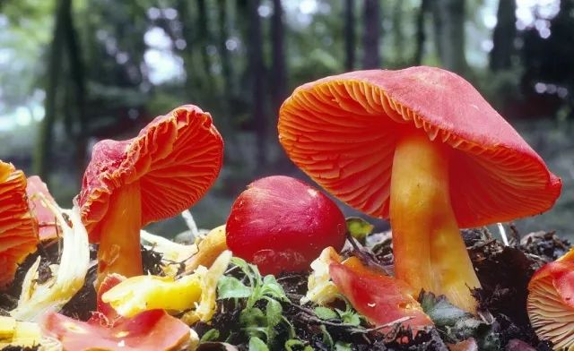 小心这些东西有毒千万别碰,小心有毒的蘑菇完整版