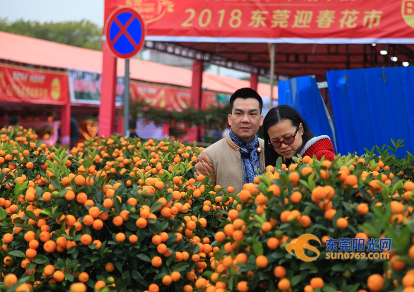 武汉迎春花市新品种,一年一度的迎春花市即将闪亮登场