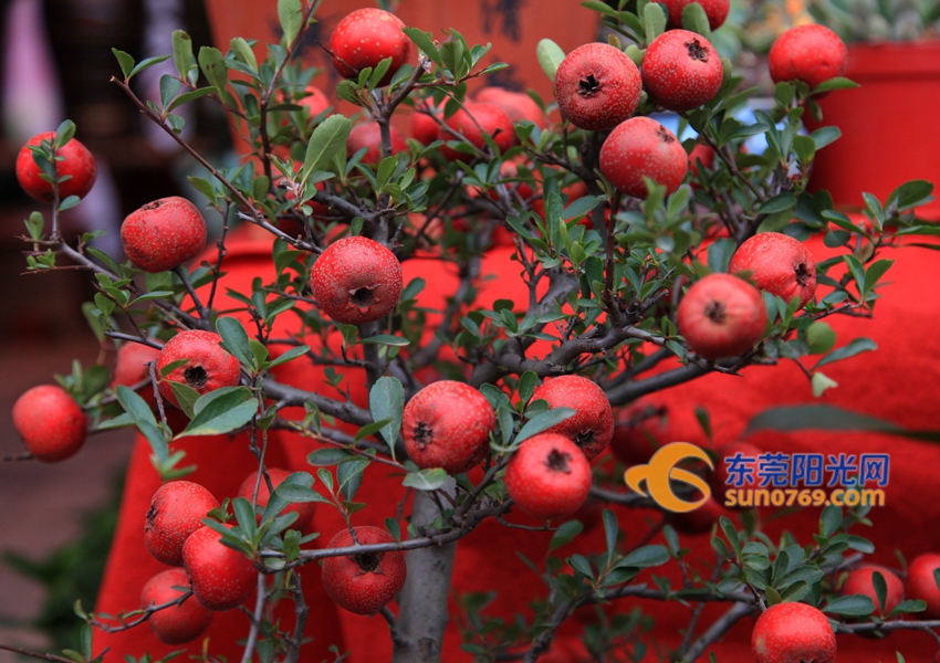 武汉迎春花市新品种,一年一度的迎春花市即将闪亮登场