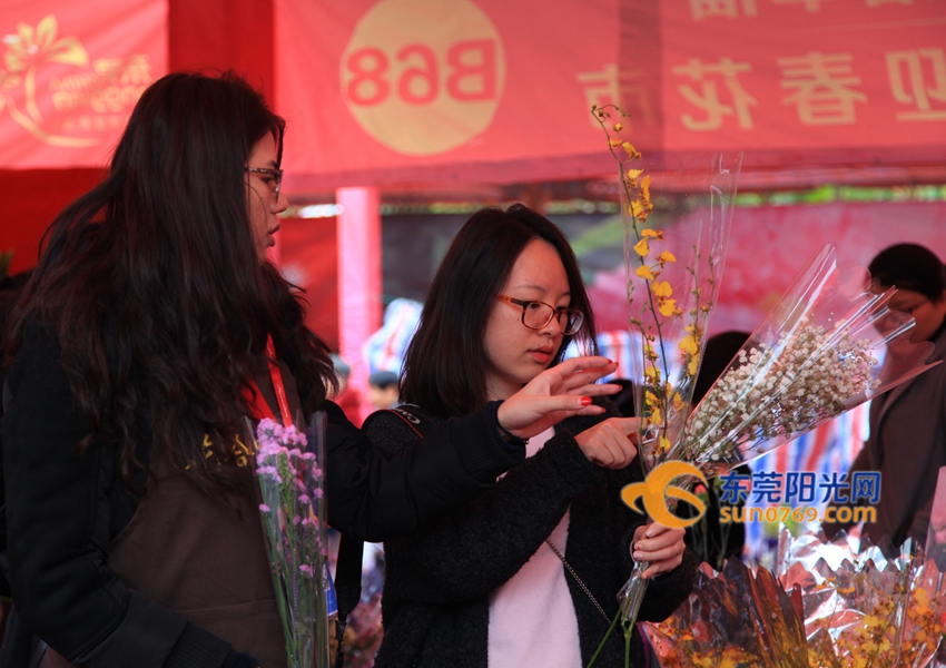 武汉迎春花市新品种,一年一度的迎春花市即将闪亮登场