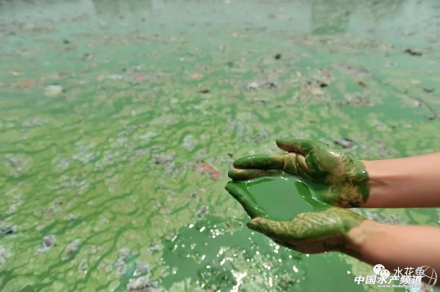 鱼病发病期,治疗鱼病的药物