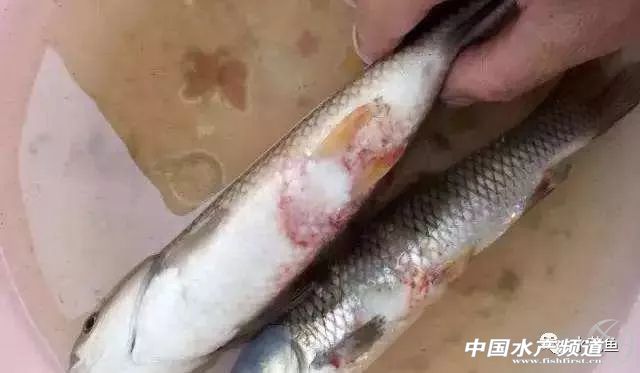 鱼病发病期,治疗鱼病的药物