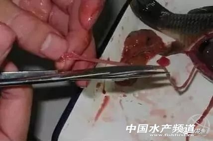 鱼病发病期,治疗鱼病的药物