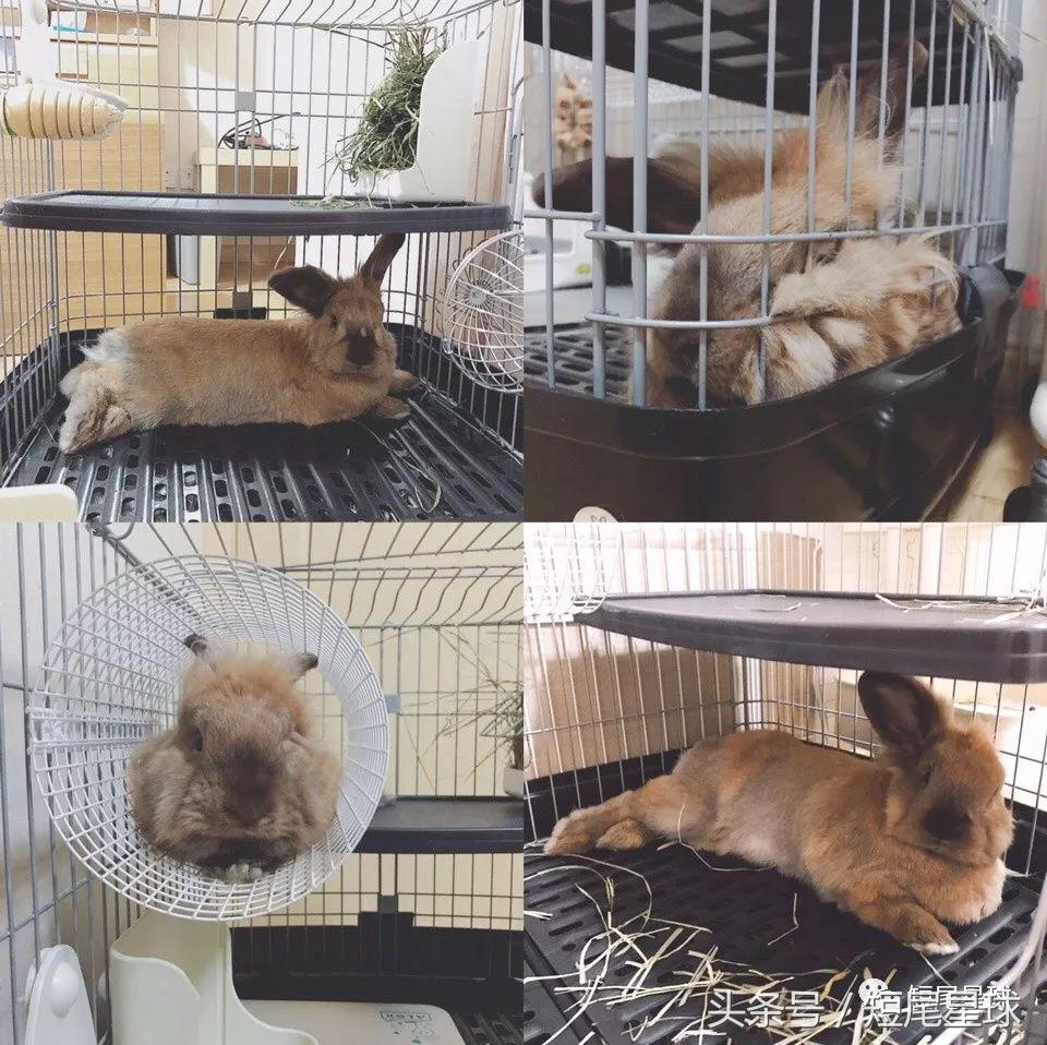 兔笼子哪一款最好,兔兔适合什么兔笼