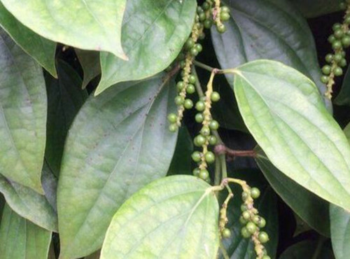 种植胡椒多少钱一斤,胡椒价格最新消息胡椒产地