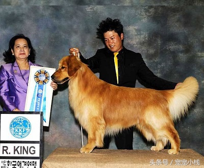 小金毛犬大概要多少钱一只,300块钱能不能买一只金毛犬