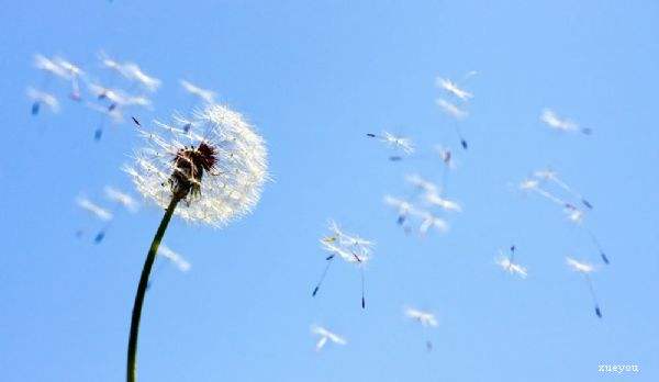 风霜雪雨后风采依旧诗句,经历风霜雪雨的诗句