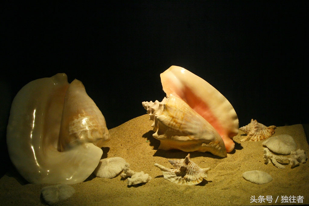 东方夏威夷是指亚龙湾吗,世界三大湾亚龙湾夏威夷