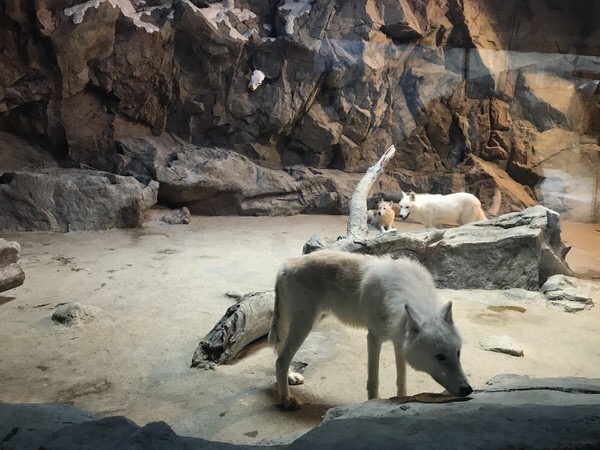 珠海长隆海洋王国宣传片,珠海长隆海洋王国