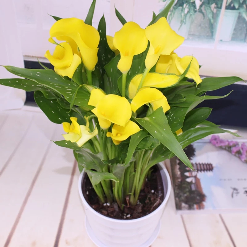 马蹄莲花盆景欣赏,马蹄莲造型图片大全