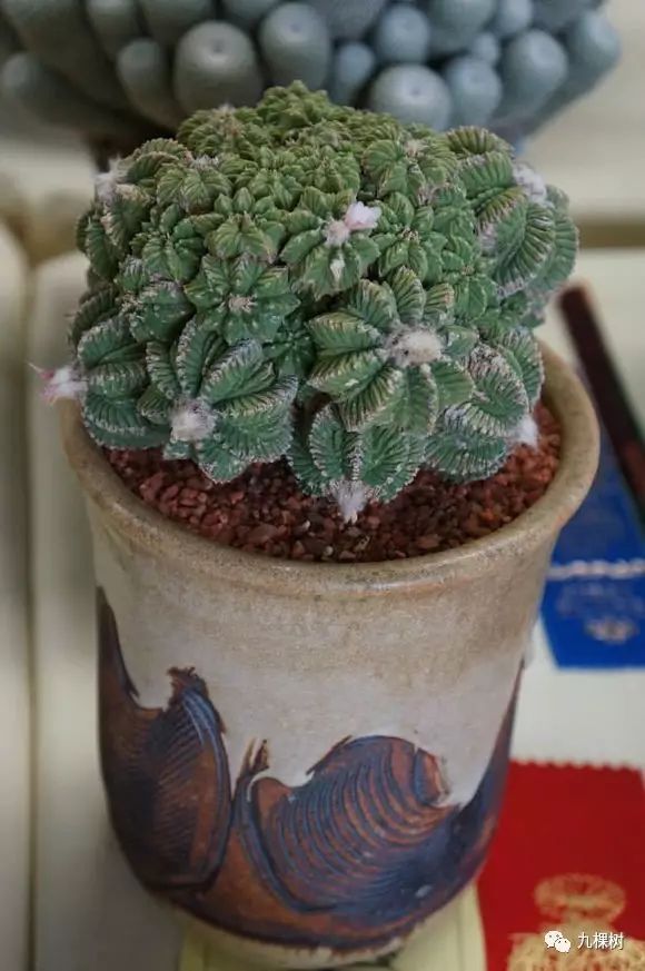 多肉万象最贵的品种,玉露多肉最贵多少钱一棵