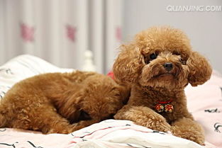 可爱又好养的宠物狗有哪些品种,可爱萌宠好养的宠物狗