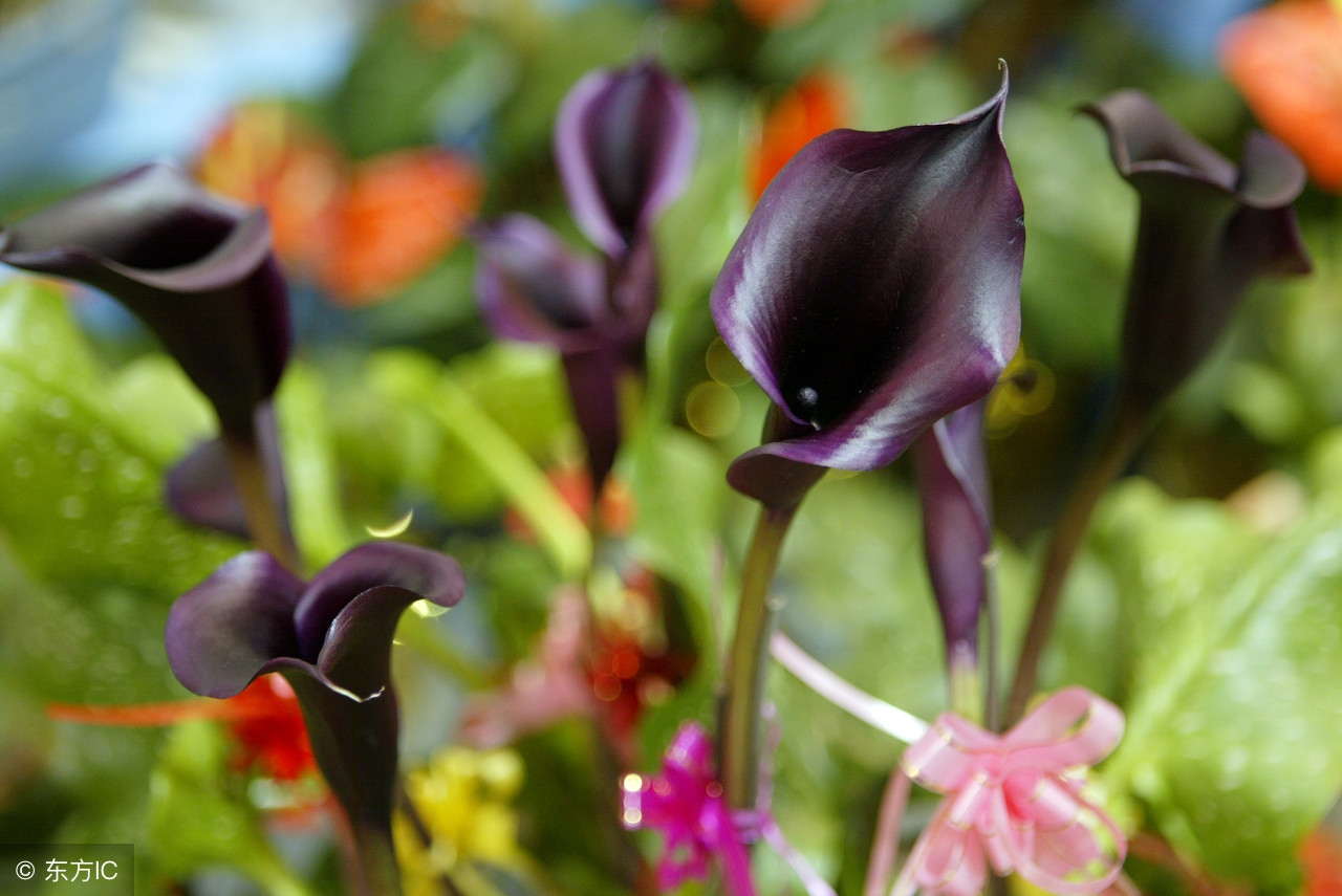 马蹄莲种植方法和注意事项图片,无土栽培马蹄莲花卉