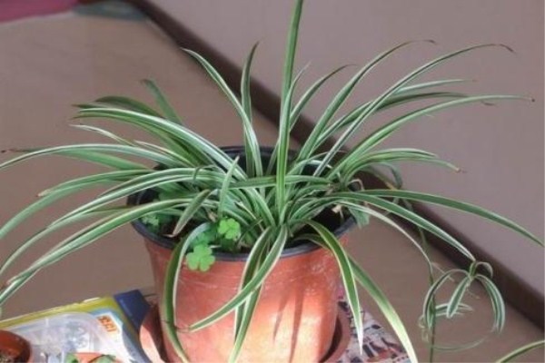 吊兰怎么也烂根呢,吊兰怎么烂根了呢