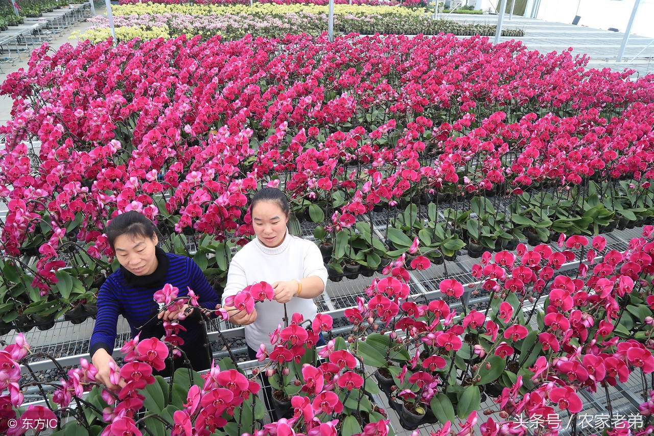 农村做什么赚钱快投资小,做什么赚钱最快最稳农村