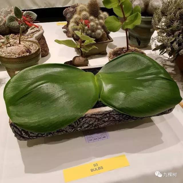 多肉万象最贵的品种,全世界最贵的多肉植物都有哪些