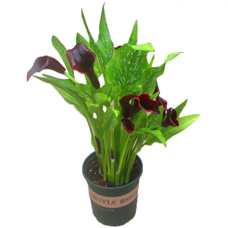 马蹄莲花盆景欣赏,马蹄莲造型图片大全