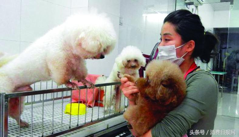 春节宠物寄养需求火爆,春节期间宠物寄养靠谱吗