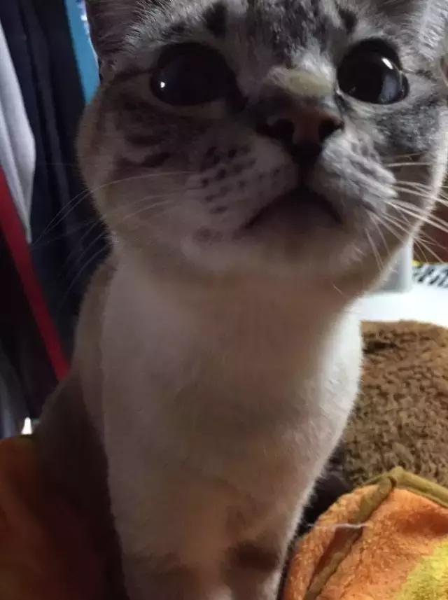 公猫被剪胡子怎么办,猫咪的胡须拔了怎么办