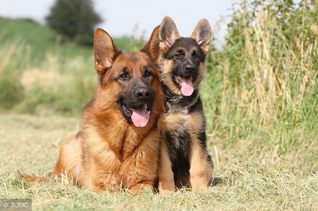 萌宠养宠攻略,萌宠指南怎么训练狗