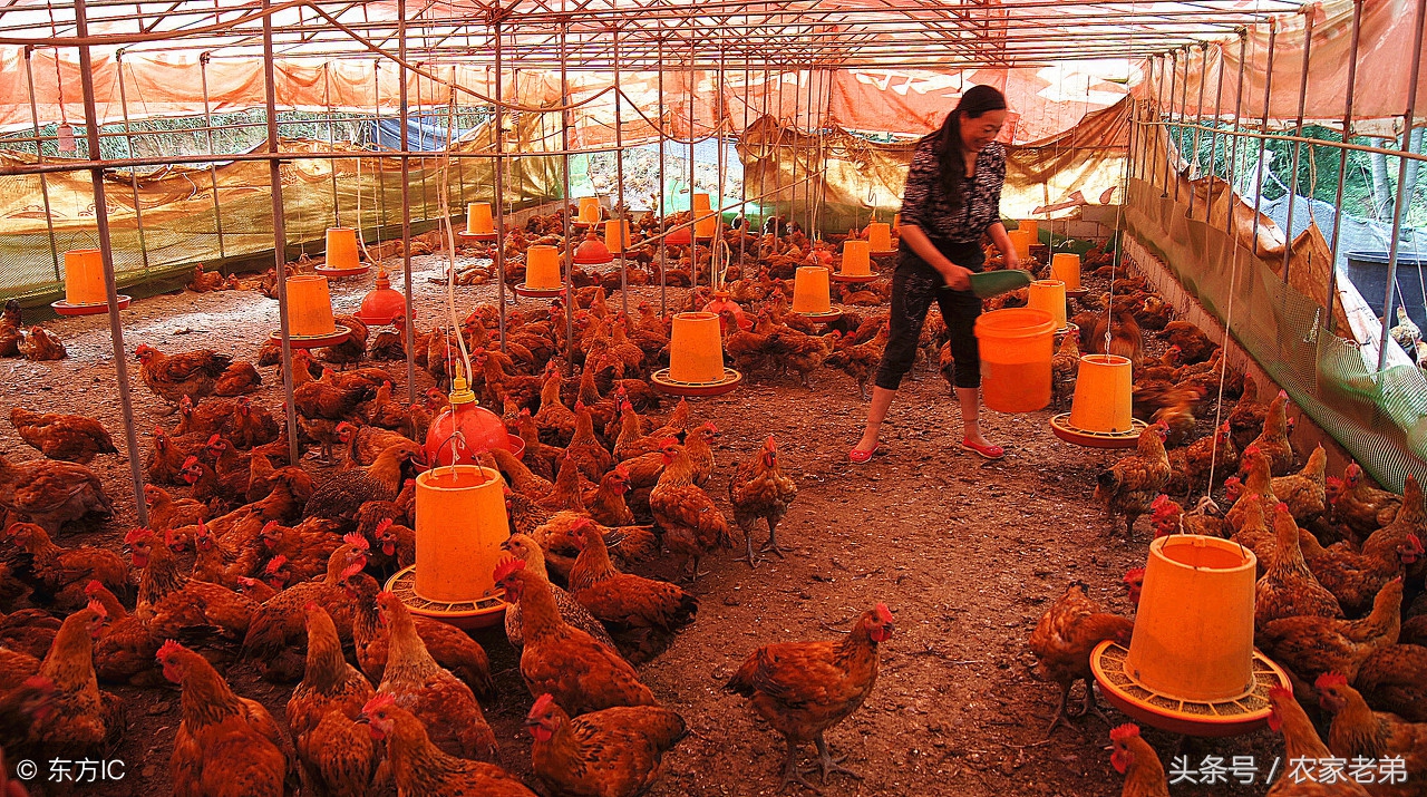 农村做什么赚钱快投资小,做什么赚钱最快最稳农村