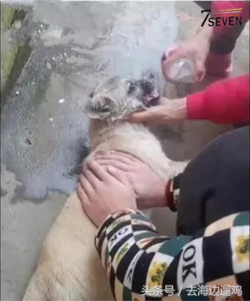 狗狗中毒灌水,狗狗中毒后只喝水