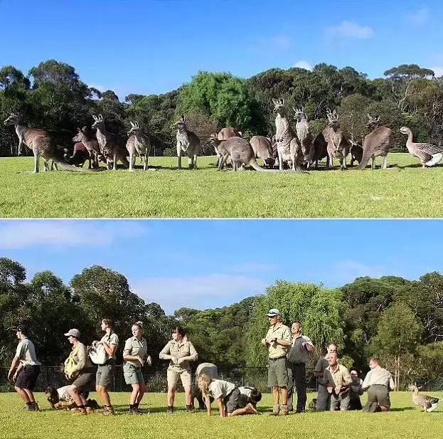 令人捧腹！澳洲管理员模仿动物搞笑照片蹿红网络