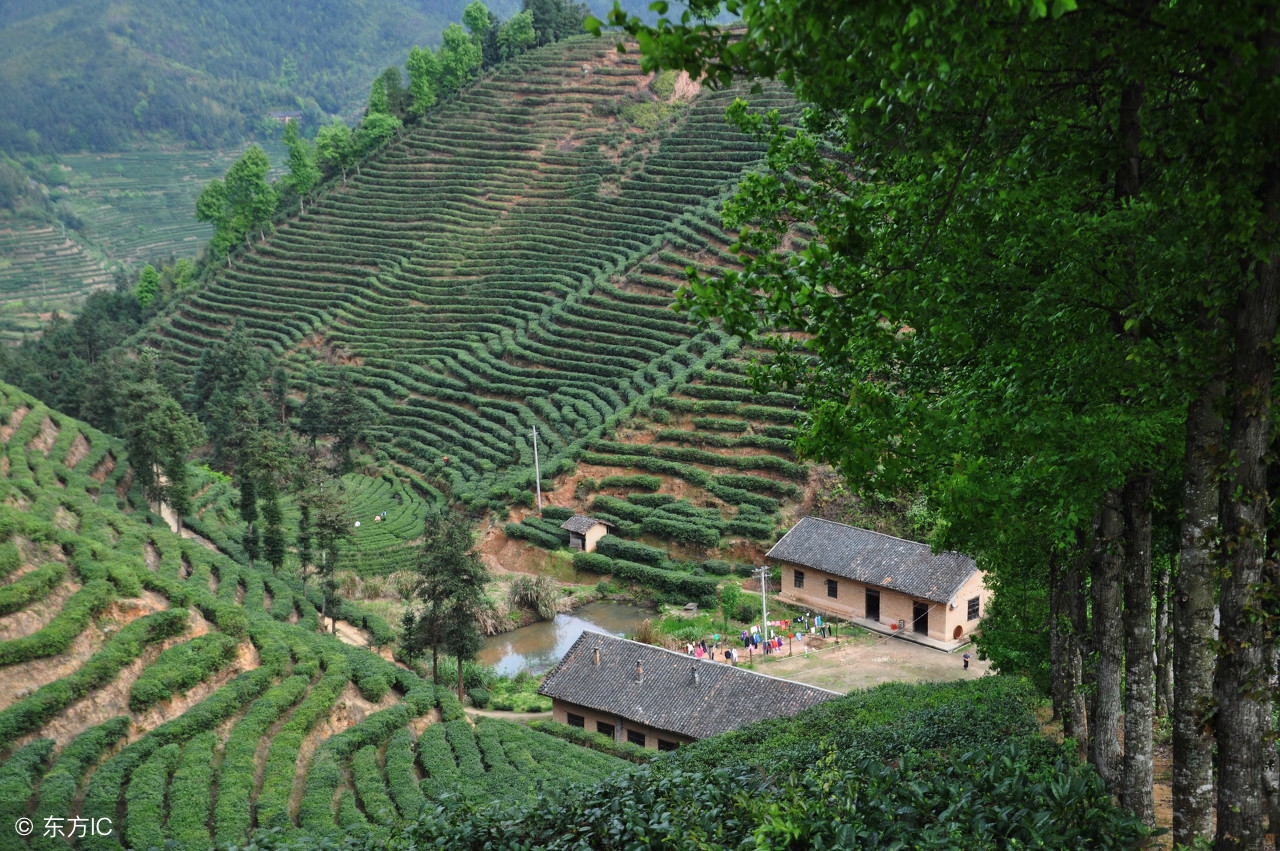 茶文化十大内涵是什么呢,茶文化指的什么茶