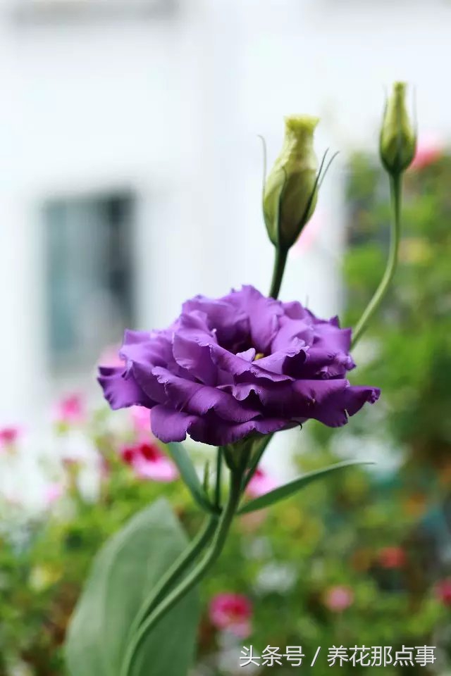 鍏ュ啲闃冲彴鑺辨捣,鍏ュ啲杩樿兘鐪嬪埌鑺辨捣