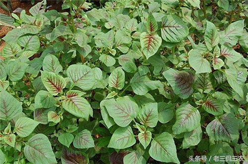 现在农村不起眼的商机有哪些,农村看起来很不起眼却很赚钱