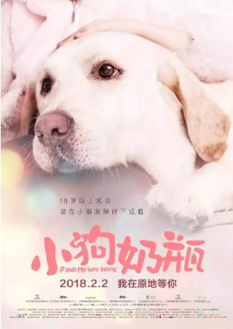 狗年旺旺视频完整版,狗年旺旺2019