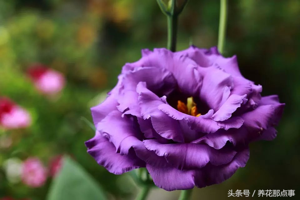 鍐板ぉ闆湴鑺辨捣,鍏ュ啲杩樿兘鐪嬪埌鑺辨捣