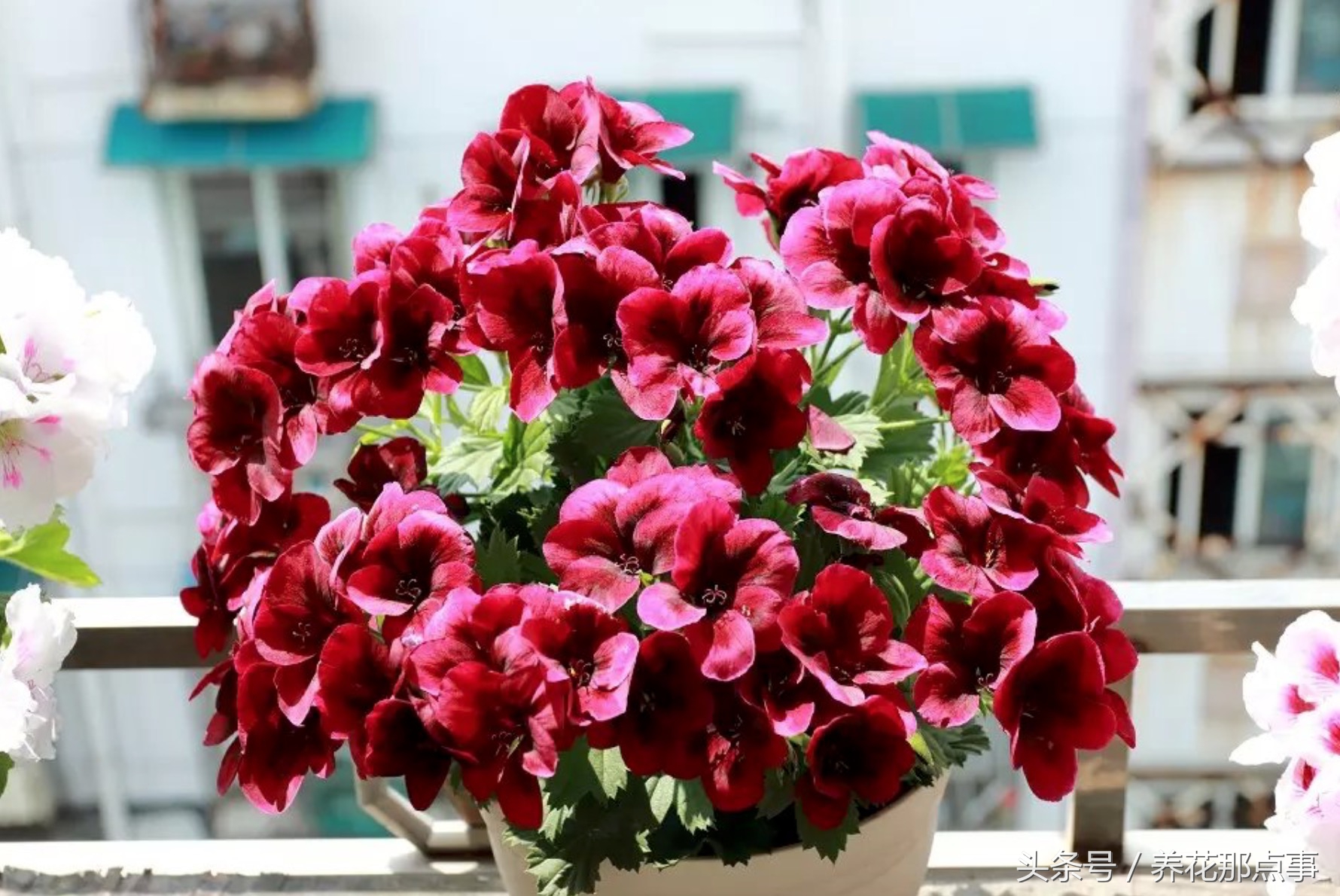 鍏ュ啲闃冲彴鑺辨捣,鍏ュ啲杩樿兘鐪嬪埌鑺辨捣