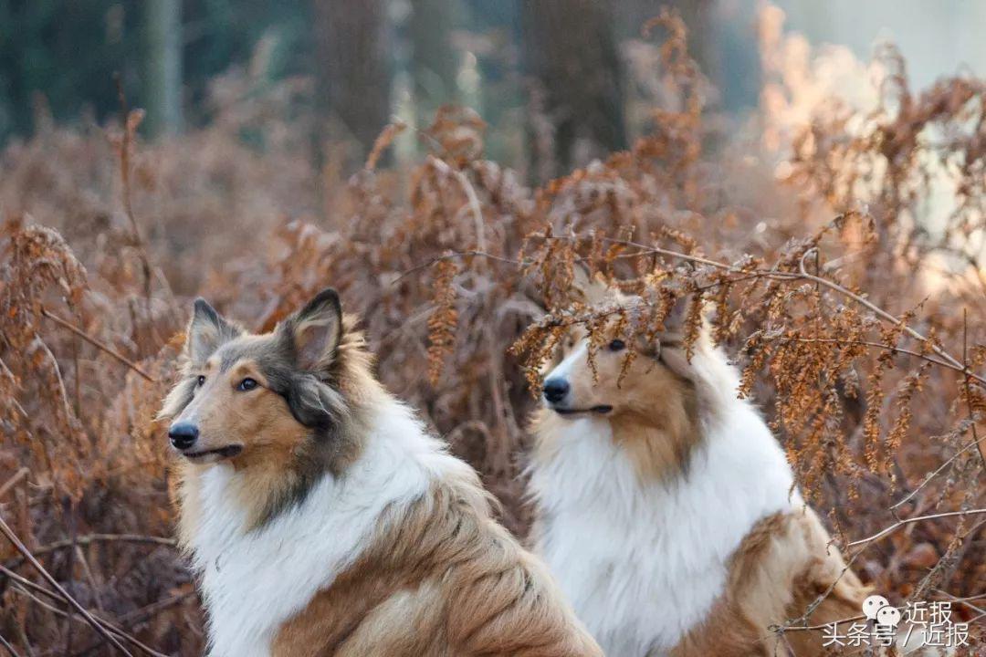 你没见过的萌宠,你没见过的宠物