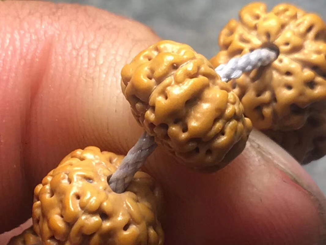 ufo金刚是什么品种,金刚菩提飞碟双龙怎么盘