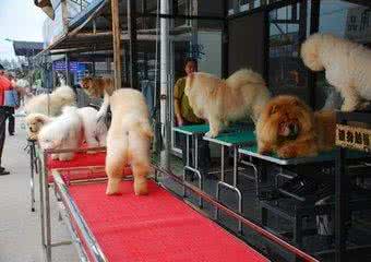 拉布拉多犬购买直播,购买拉布拉多犬