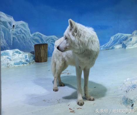 小白鲸的东北之旅｜地球知识局