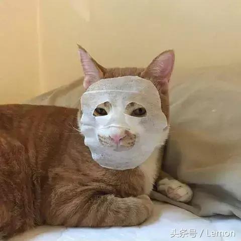 买面膜送猫,买面膜送小样补水