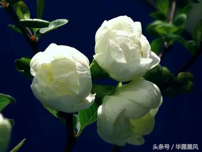 家财万贯，买不了太阳不下山；身无分文，不一定日后没江山！