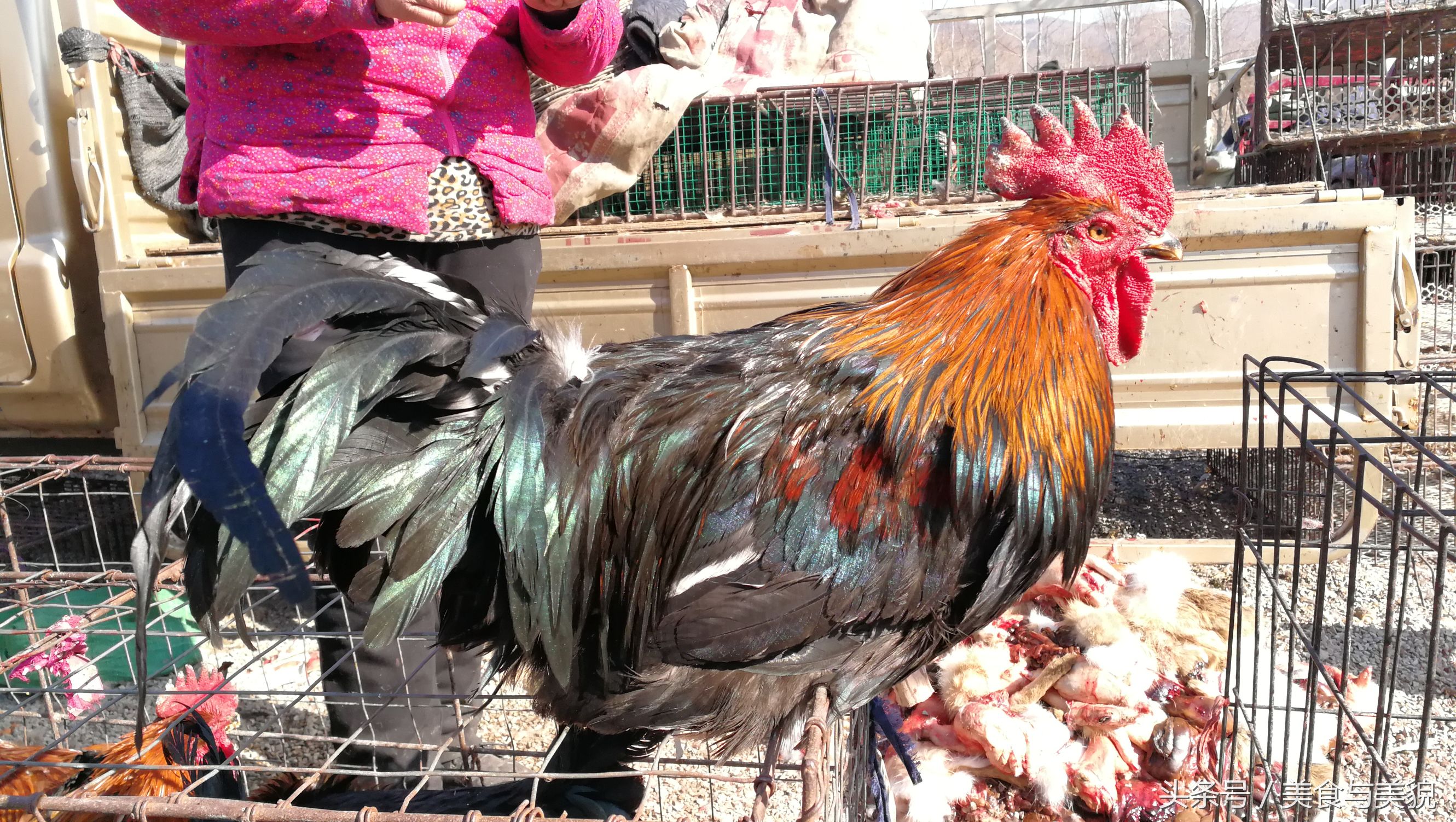 农村赶集挑鸡鸭,农村赶大集买鸡
