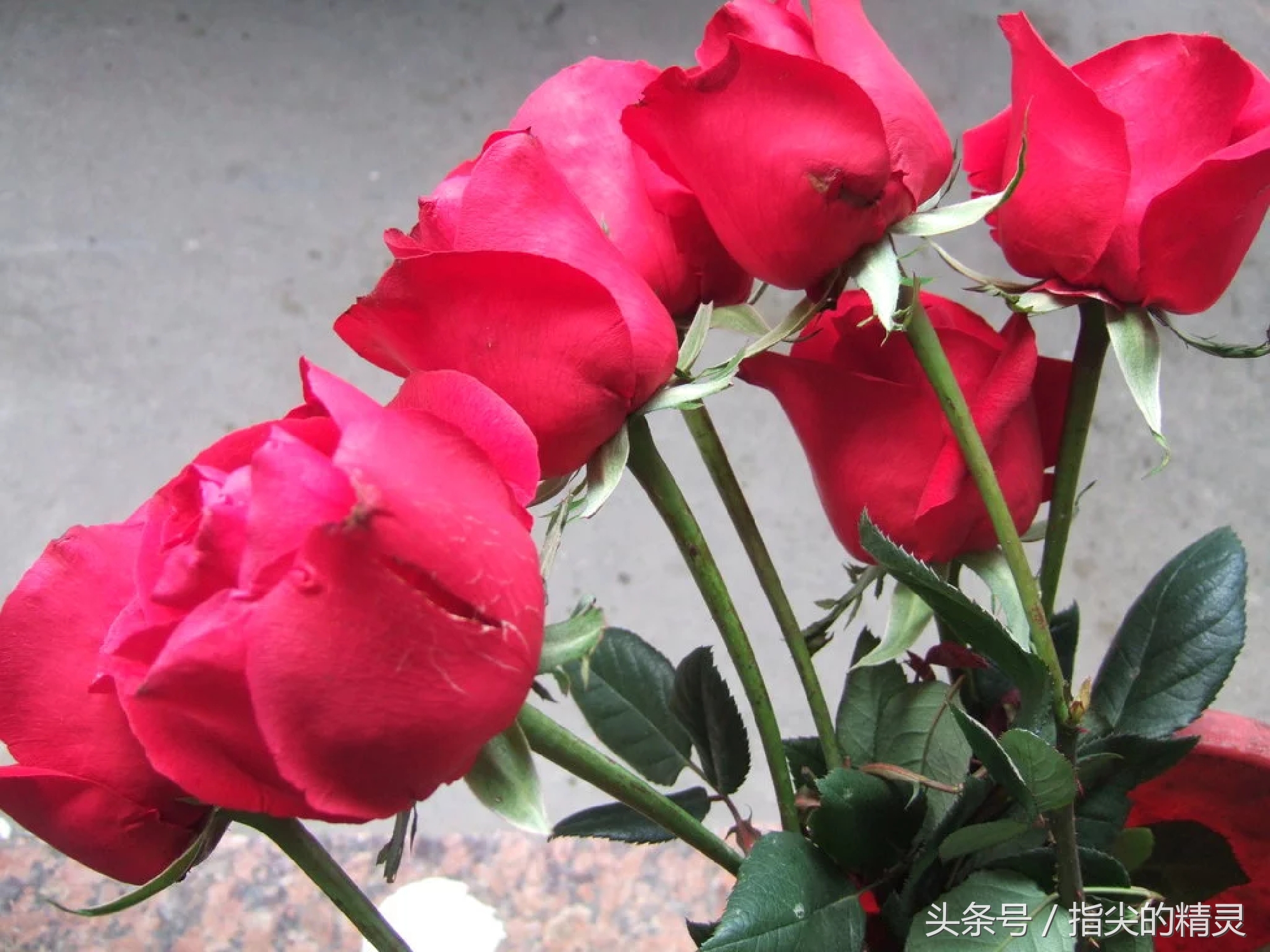 拍摄花卉组图大全,冬天拍玫瑰花图片大全