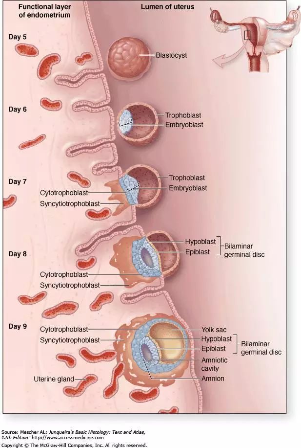 美国试管婴儿移植后14天内，胚胎到底都经历了什么？