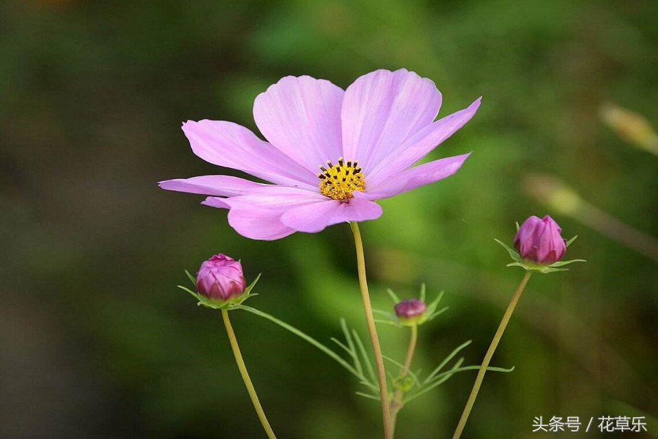 2018十二生肖流年运势详解,2018年十二生肖运势完整版